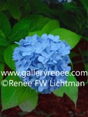 Blue Hydrangea,Limited Edition Giclee Print, Garden Art, Renee FW Lichtman