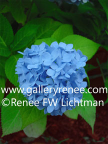 "Blue Hydrangea"  Digital Photography, Garden Flower Art Gallery, Artist Renee FW Lichtman