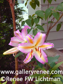 "Lily and Lilac" Botanical Photography, Garden Flower Art Gallery, Fine Art for Sale from Artist Renee FW Lichtman