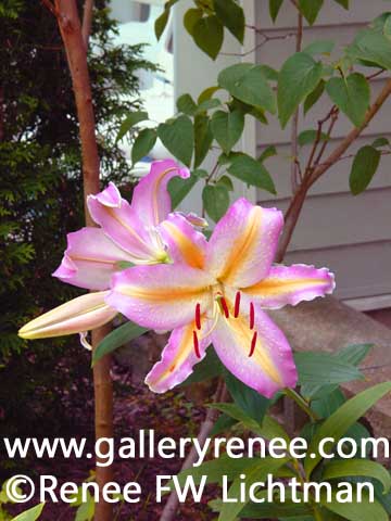 "Lily and Lilac" Photography, Botanical and Floral Art Gallery, Garden Flower Art Gallery,Photographic Art Gallery, Fine Art for Sale from Artist Renee FW Lichtman