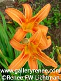 Orange Day Lily, Limited Edition Giclee Print, Garden Art, Renee FW Lichtman
