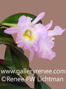 "Pink Cattleya Photo One" Botanical Photography, Botanical and Floral Art Gallery, Artist Renee FW Lichtman