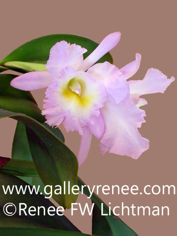 "pink Cattleya Photo One" Photography, Botanical and Floral Art Gallery, Orchid Art Gallery, Photographic Art Gallery, Fine Art for Sale from Artist Renee FW Lichtman