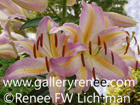 "Pink Summer Lily" Botanical Photography, Garden Flower Art Gallery, Fine Art for Sale from Artist Renee FW Lichtman