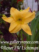 Yellow Day Lily, Limited Edition Giclee Print,Garden Art, Renee FW Lichtman