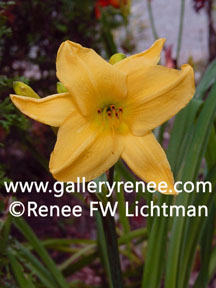"Yellow Day Lily" Botanical Photography, Botanical and Floral Art Gallery, Fine Art for Sale from Artist Renee FW Lichtman