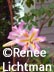 "Title" Medium, Gallery, Artist Renee FW Lichtman