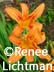 "Title" Medium, Artist Renee FW Lichtman