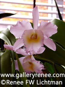 "Pink Cattleya In Sunlight" Botanical Photography, Botanical and Floral Art Gallery, Artist Renee FW Lichtman