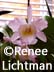 "Title" Medium, Artist Renee FW Lichtman