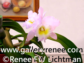 "Pink Cattleya In Sunlight" Botanical Photography, Botanical and Floral Art Gallery, Artist Renee FW Lichtman